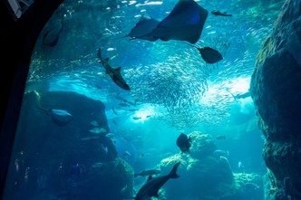 新江ノ島水族館の写真